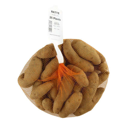  Plants De Pommes De Terre 'Ratte' En Filet X25