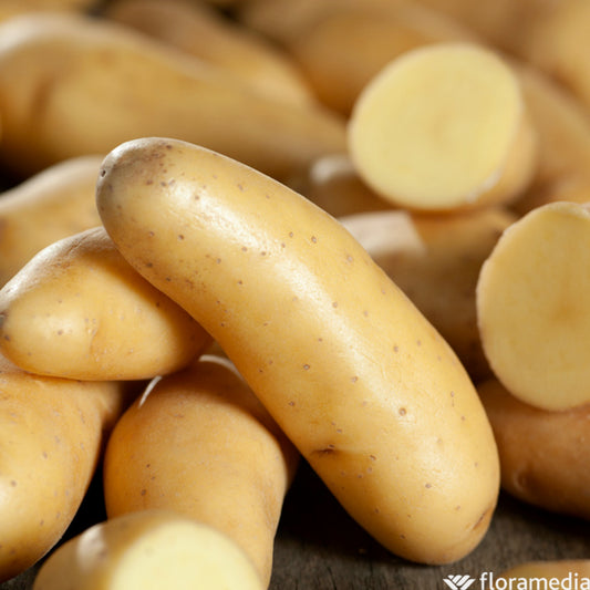 Plants De Pommes De Terre 'Ratte' En Filet X25