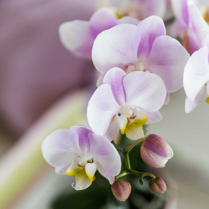  Kolibri Orchidées Roses Phalaenopsis Orchidée Portugal + Pot Décoratif Malaga Rose - Taille De Pot 9cm