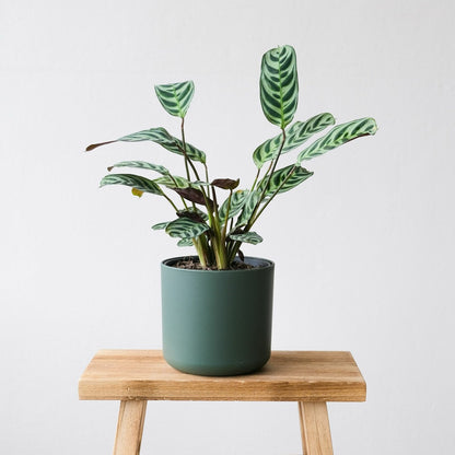  Plante Dormeuse - Set De 2 - Ctenanthe 'burle-marxii' - Hauteur 25-40cm - ⌀12cm