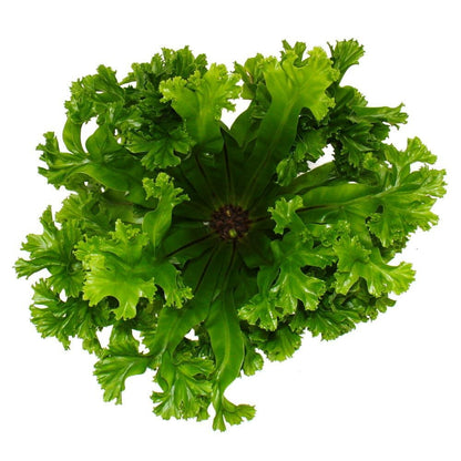 Asplenium Antiquum Leslie Variétés Spéciales De Fougères Pour La Chambre Fougère Nid Pot De 12cm Hauteur Environ 25cm