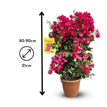  Bougainvillier Fushia Palissé - Plante Fleurie - ↕ 80-90 Cm - ⌀ 21 Cm - Plante D'extérieur