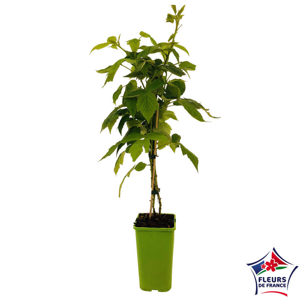  Framboisier 'Marastar®' (MA 2920) : Pot De 1,5 Litres