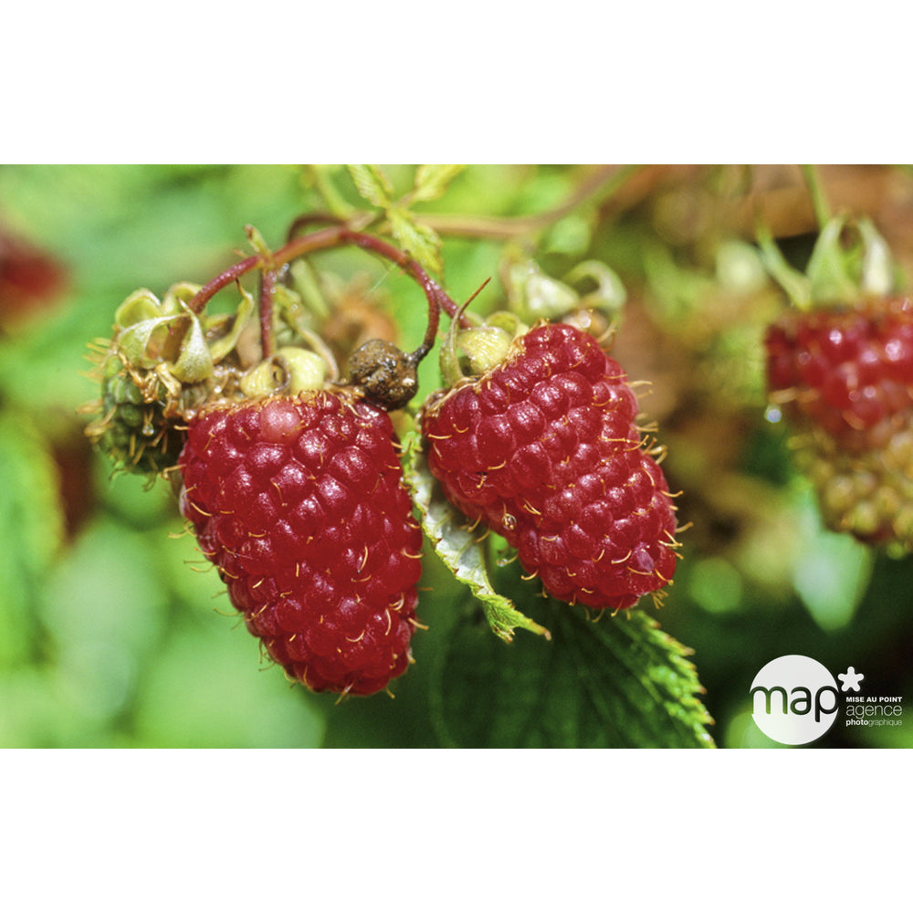  Framboisier 'Marastar®' (MA 2920) : Pot De 1,5 Litres