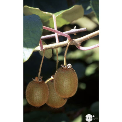  Kiwi Chinensis Solissimo® 'Renact' : Pot De 3 Litres