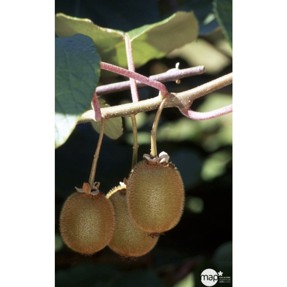  Kiwi Chinensis Solissimo® 'Renact' : Pot De 3 Litres