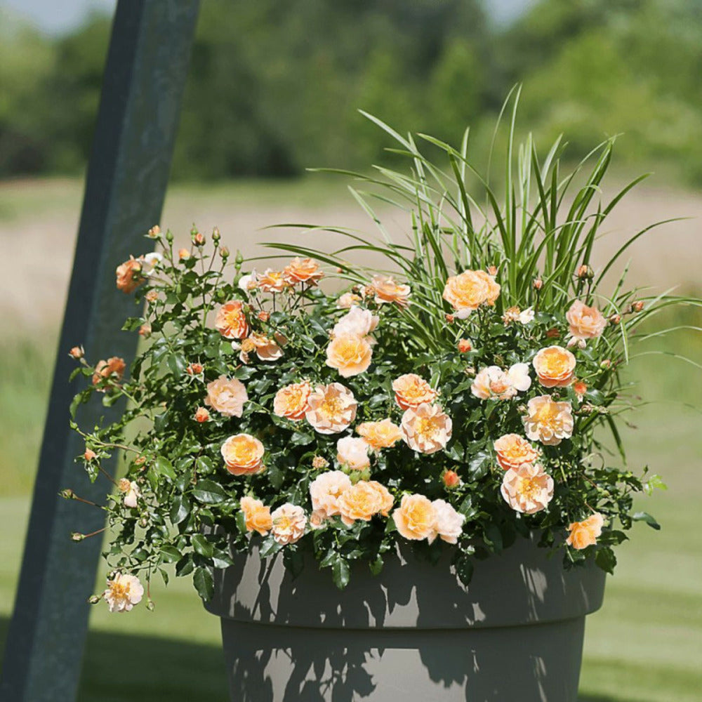  Rosier Arbustif Decorosier® Calizia® 'noa 97200 A'/[-]pot De 5l - 40/60 Cm