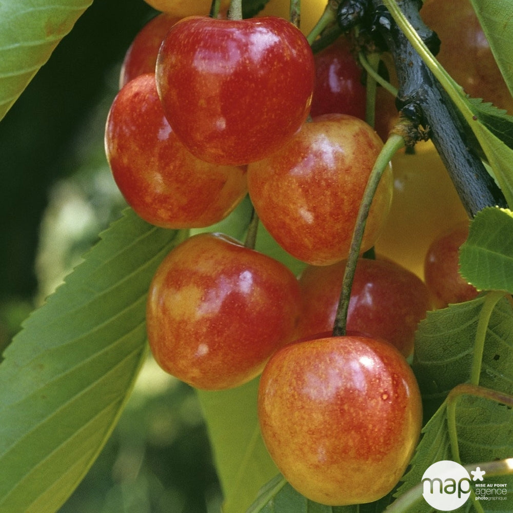  Cerisier Varié : Demi-tige, C 70 L
