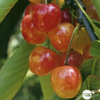  Cerisier Varié : Demi-tige, C 70 L