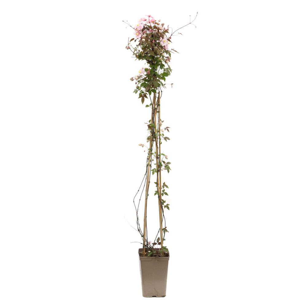  Clematis Classic Pot 3L Tipi