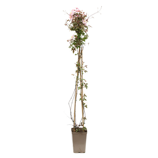  Clematis Classic Pot 3L Tipi