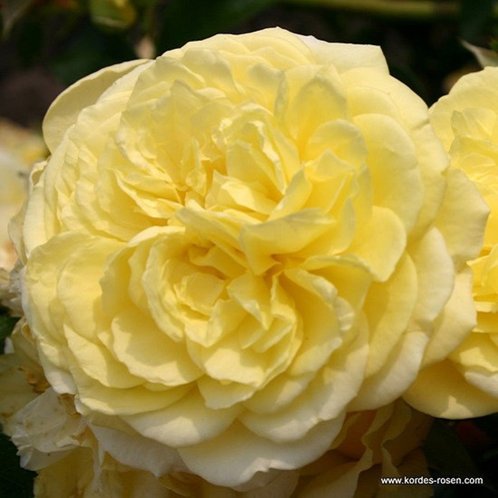  Kordes Rigo-rosier - Rosa 'solero'®