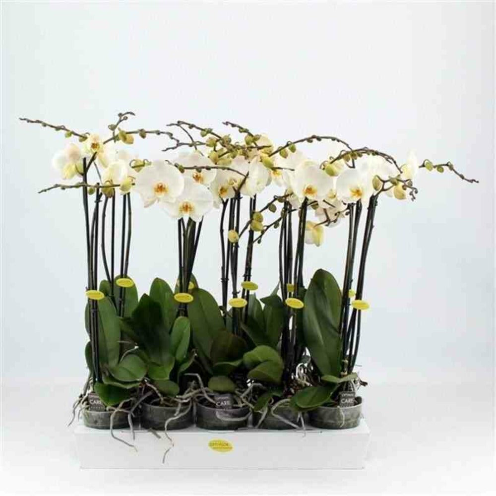  Phalaenopsis Hybride Blanche (orchidée Papillon) Pot De 1 Litre - 60/70 Cm