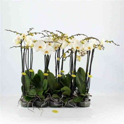  Phalaenopsis Hybride Blanche (orchidée Papillon) Pot De 1 Litre - 60/70 Cm