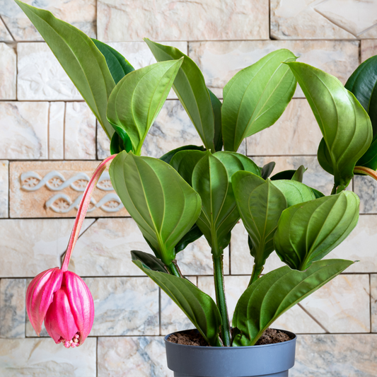  Medinille Magnifique - Medinilla Magnifica - Hauteur 40-50cm - ⌀14cm