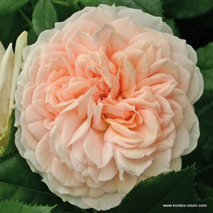  Rosier Kordes - Rosa 'garden Of Roses'®