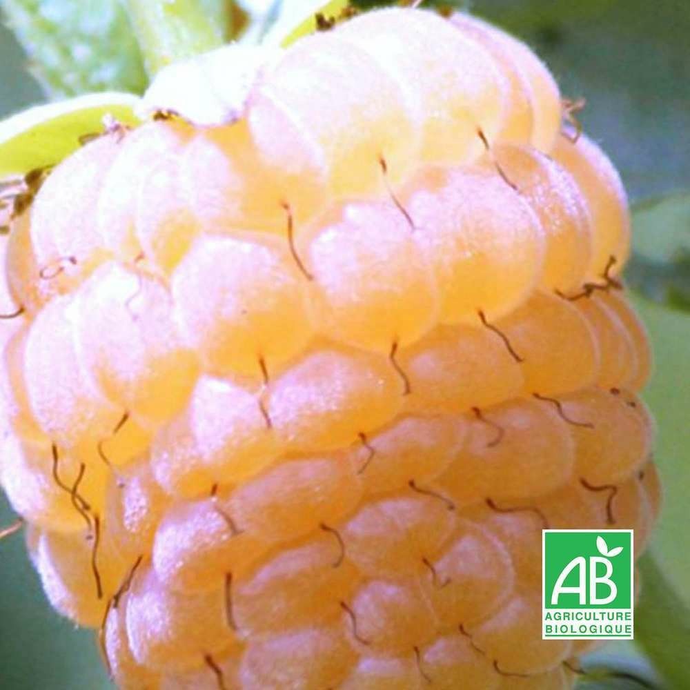  Framboisier 'golden Queen' Bio (rubus Idaeus 'golden Queen')