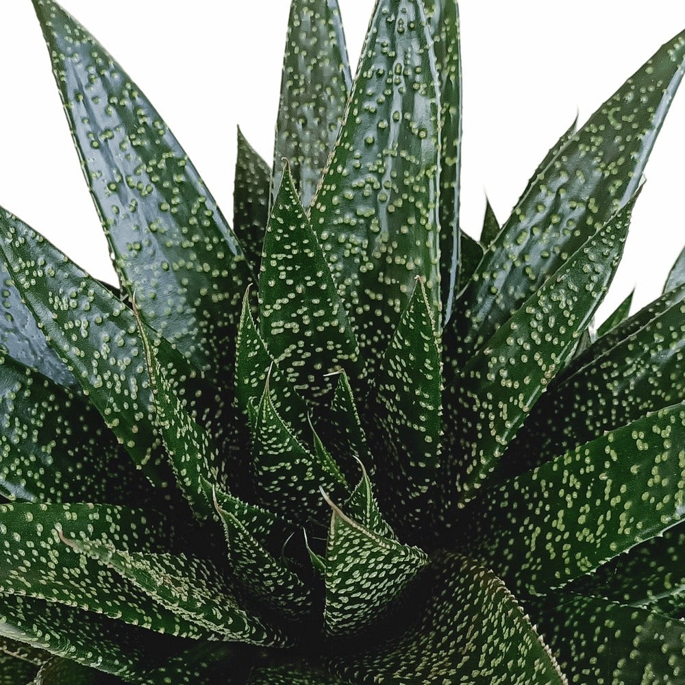  Gasteria