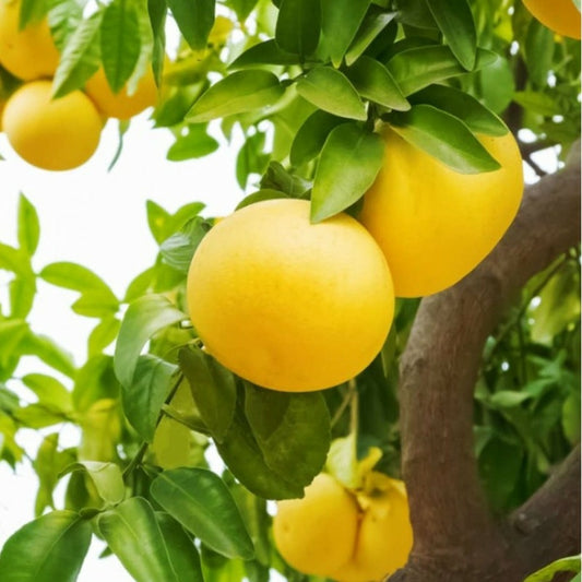  Agrumes Citrus X Paradisii Var. Amarillo (pamplemoussier Saveur équilibrée) Pot De 10 Litres ? 140/160 Cm