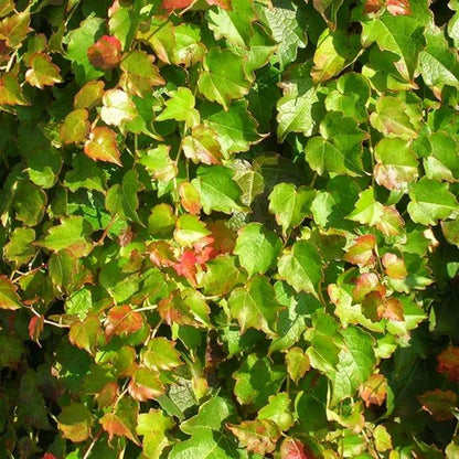  Vigne Vierge Japonaise'minutifolia' - Parthenocissus 3l - 60/90cm