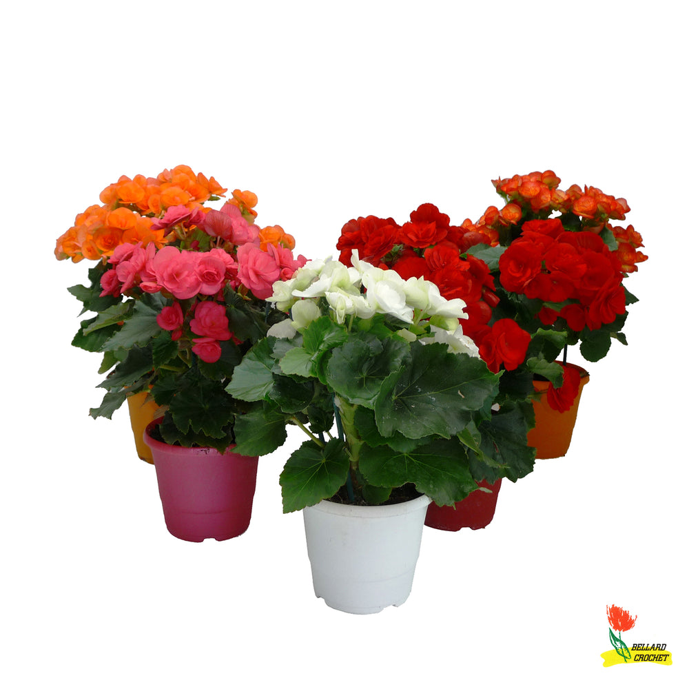  Bégonia 1 Pied : Pot Cepia D.15cm