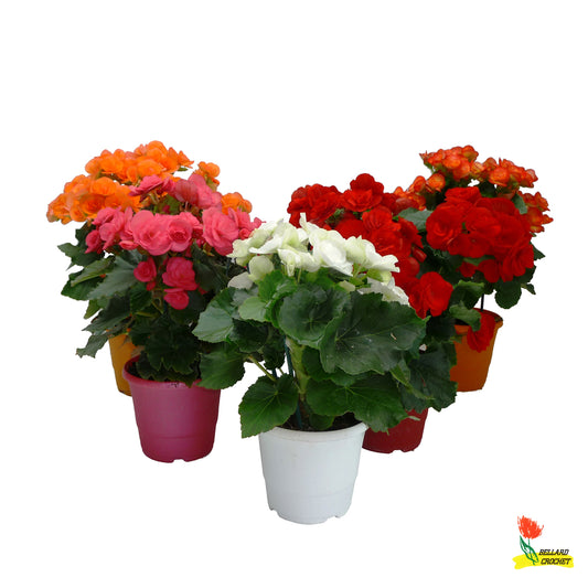  Bégonia 1 Pied : Pot Cepia D.15cm