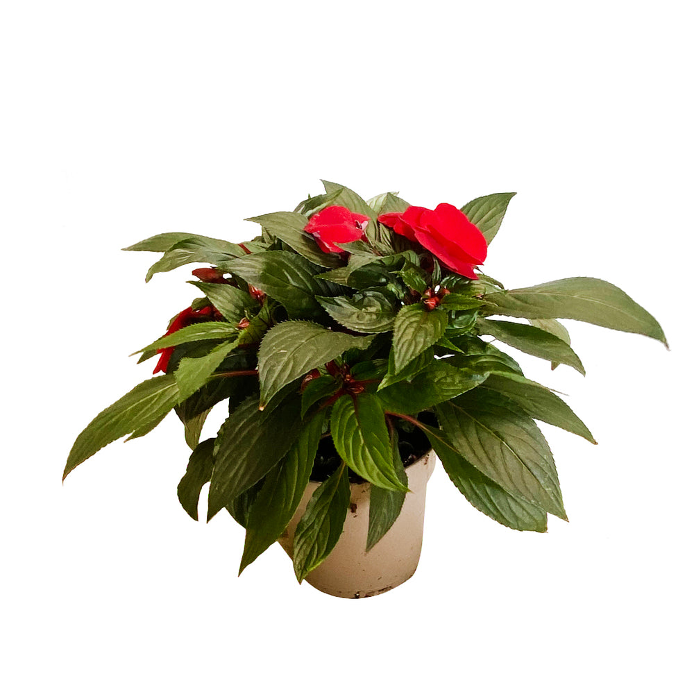  Impatiens : 2 Pieds, Pot D15cm - Coloris Variables