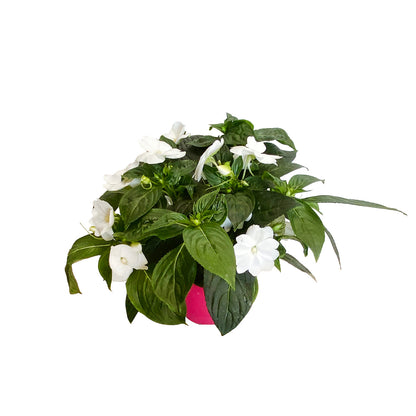  Impatiens : 2 Pieds, Pot D15cm - Coloris Variables