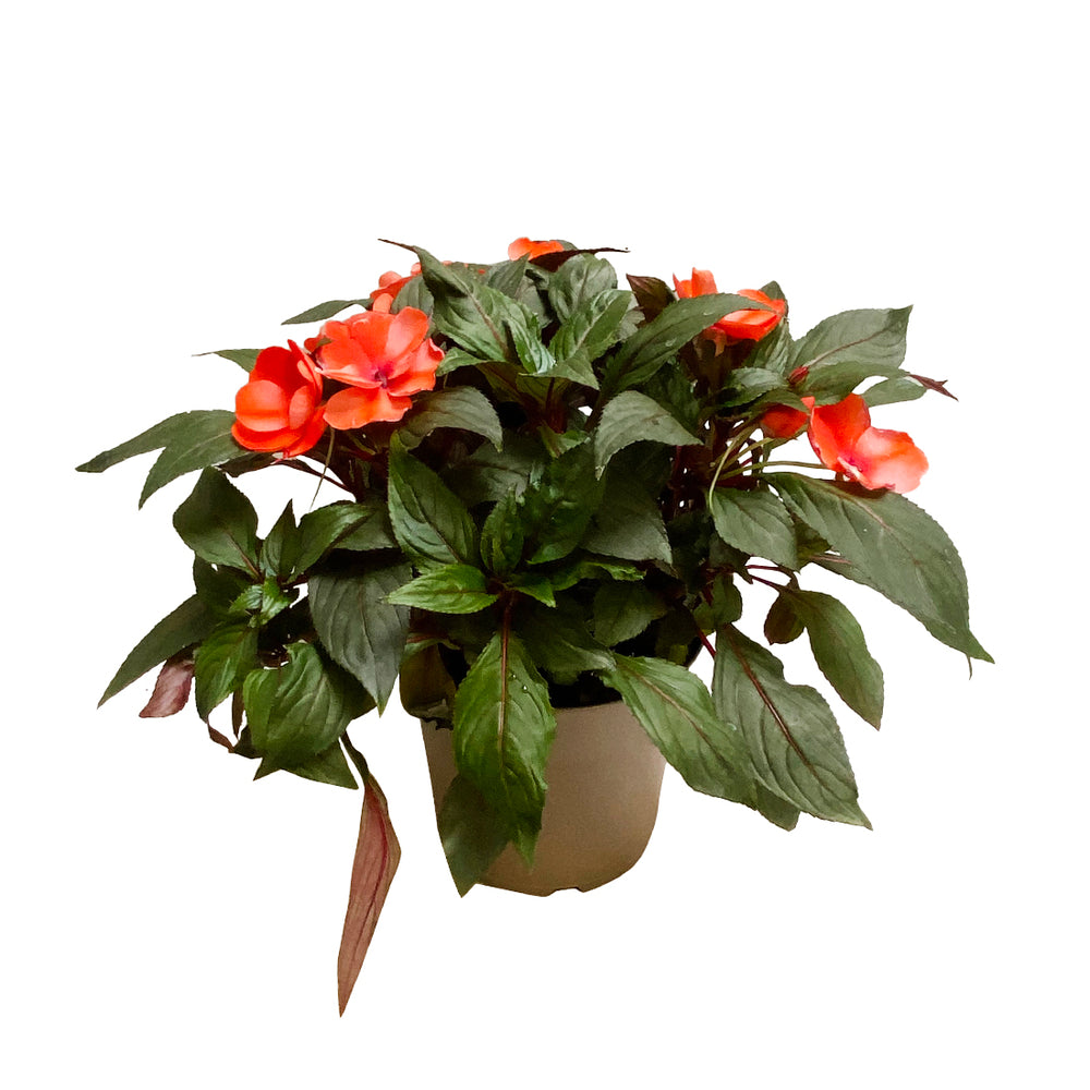  Impatiens : 2 Pieds, Pot D15cm - Coloris Variables