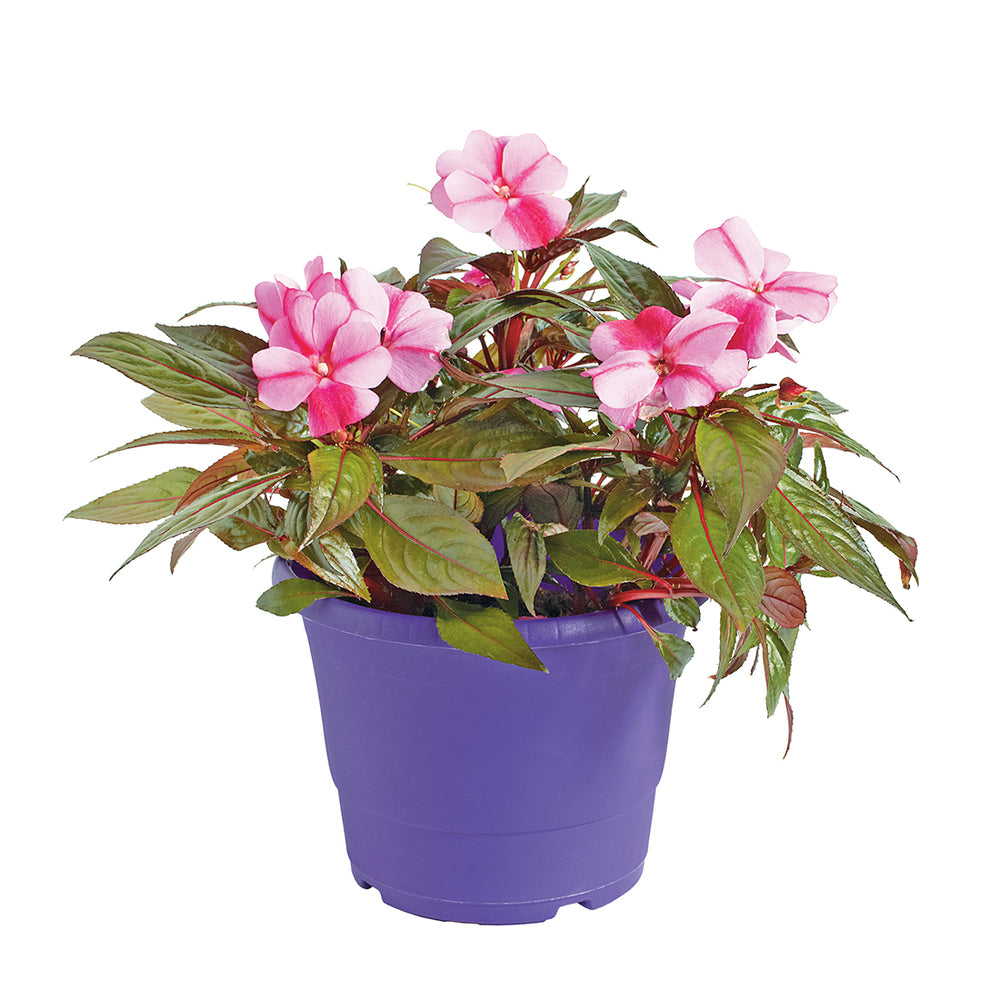  Impatiens : 3 Pieds, Pot Cepia D.18cm