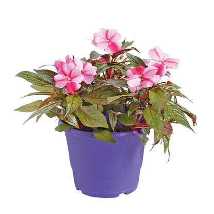  Impatiens : 3 Pieds, Pot Cepia D.18cm