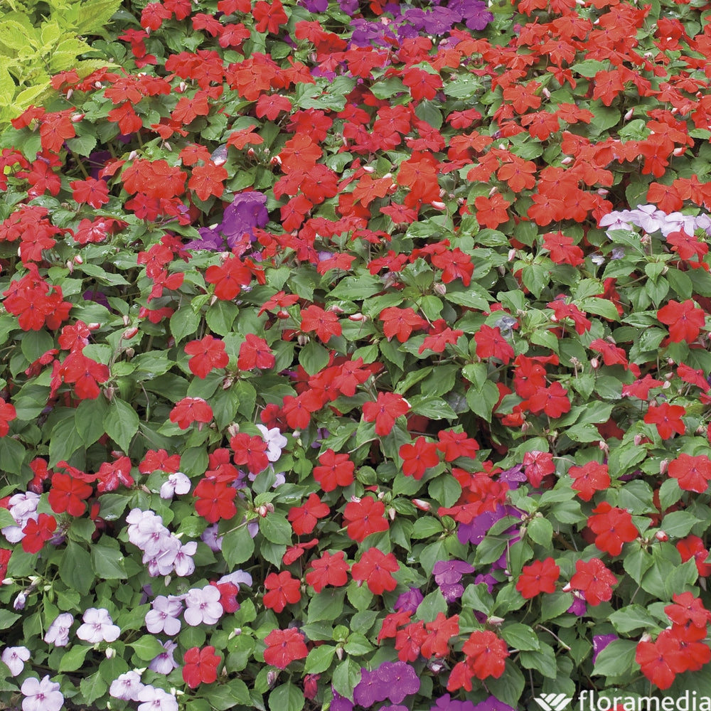 Impatiens : 3 Pieds, Pot Cepia D.18cm