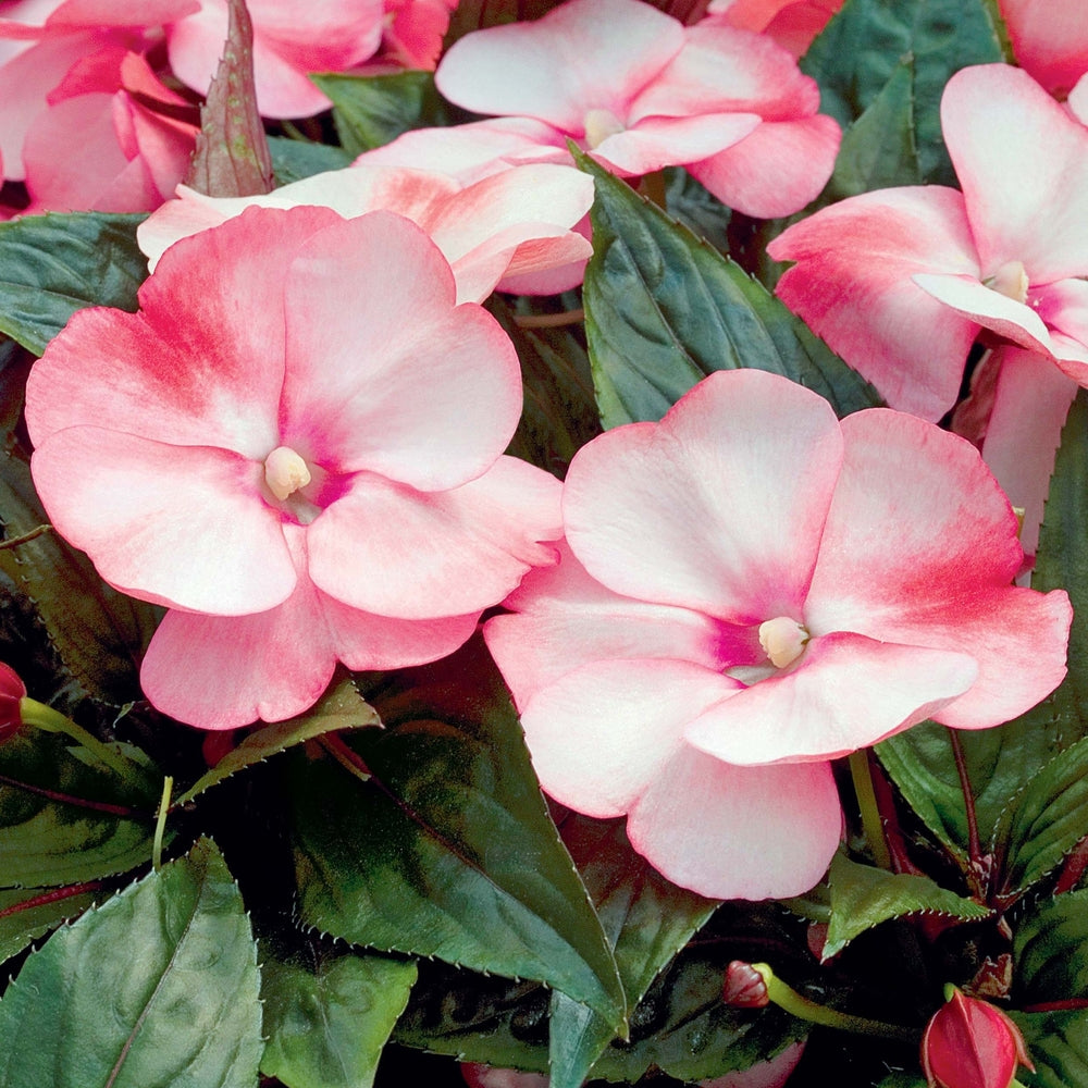  Impatiens : 3 Pieds, Pot Cepia D.18cm
