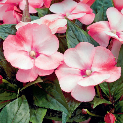  Impatiens : 3 Pieds, Pot Cepia D.18cm