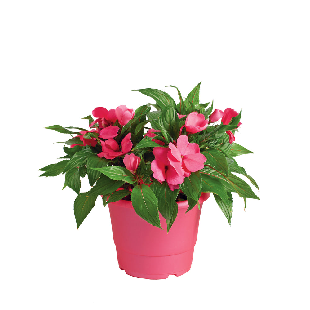  Impatiens : 3 Pieds, Pot Cepia D.18cm
