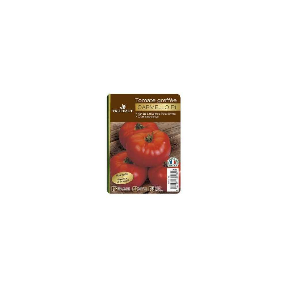  Plant De Tomate 'Carmello' F1 Greffée : Pot De 1 Litre