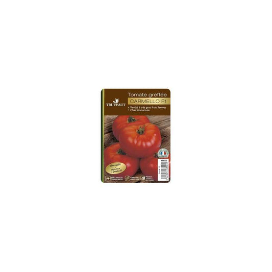  Plant De Tomate 'Carmello' F1 Greffée : Pot De 1 Litre