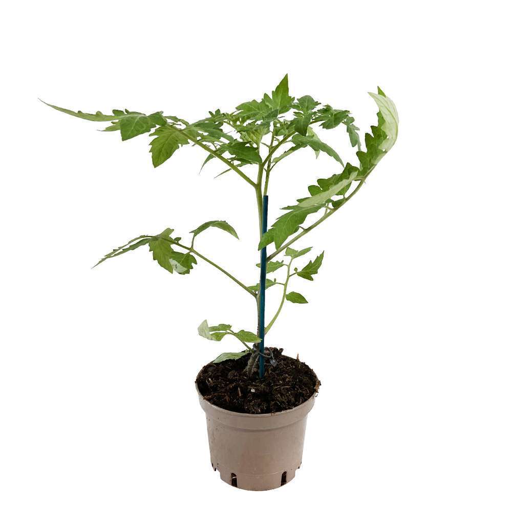  Plant De Tomate 'Carmello' F1 Greffée : Pot De 1 Litre