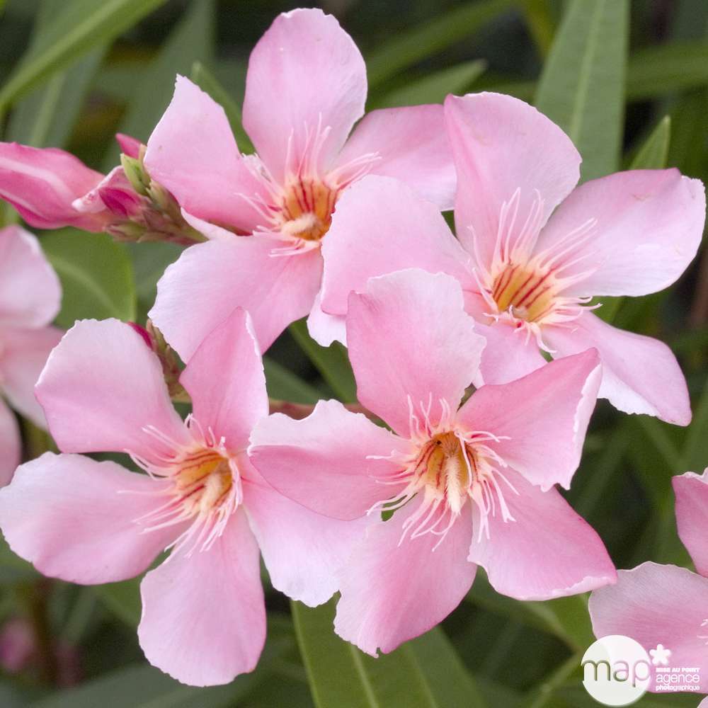  Nerium Oleander Ou Laurier-Rose : C.2.5L