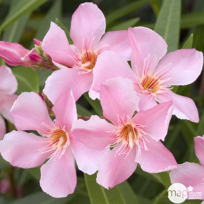  Nerium Oleander Ou Laurier-Rose : C.2.5L