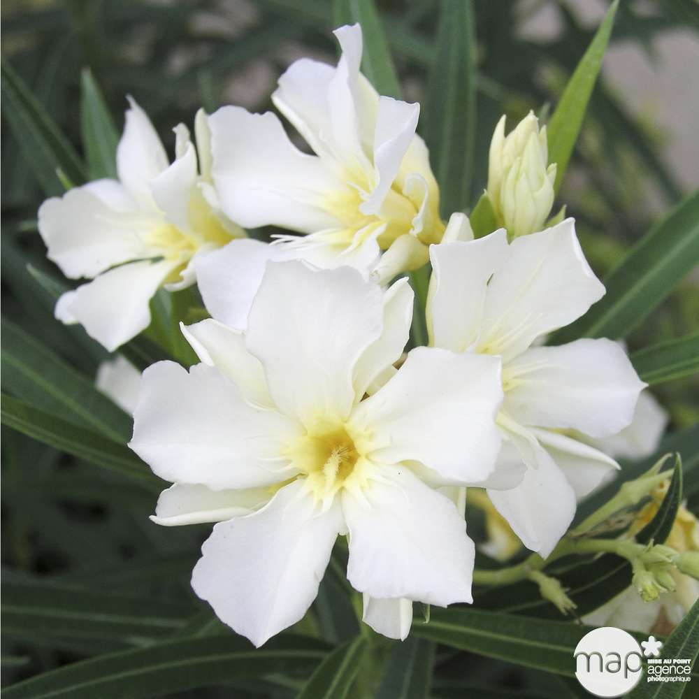  Nerium Oleander Ou Laurier-Rose : C.2.5L