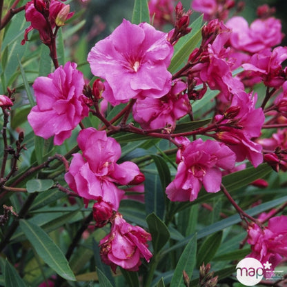  Nerium Oleander Ou Laurier-Rose : C.2.5L