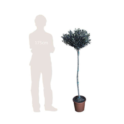  Olivier, Olea Europaea, Sur Tige H120/140cm : Pot D24cm