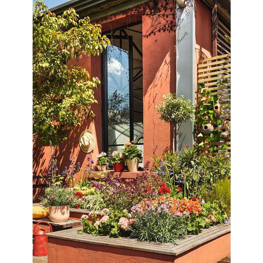  Olivier, Olea Europaea, Sur Tige H120/140cm : Pot D24cm