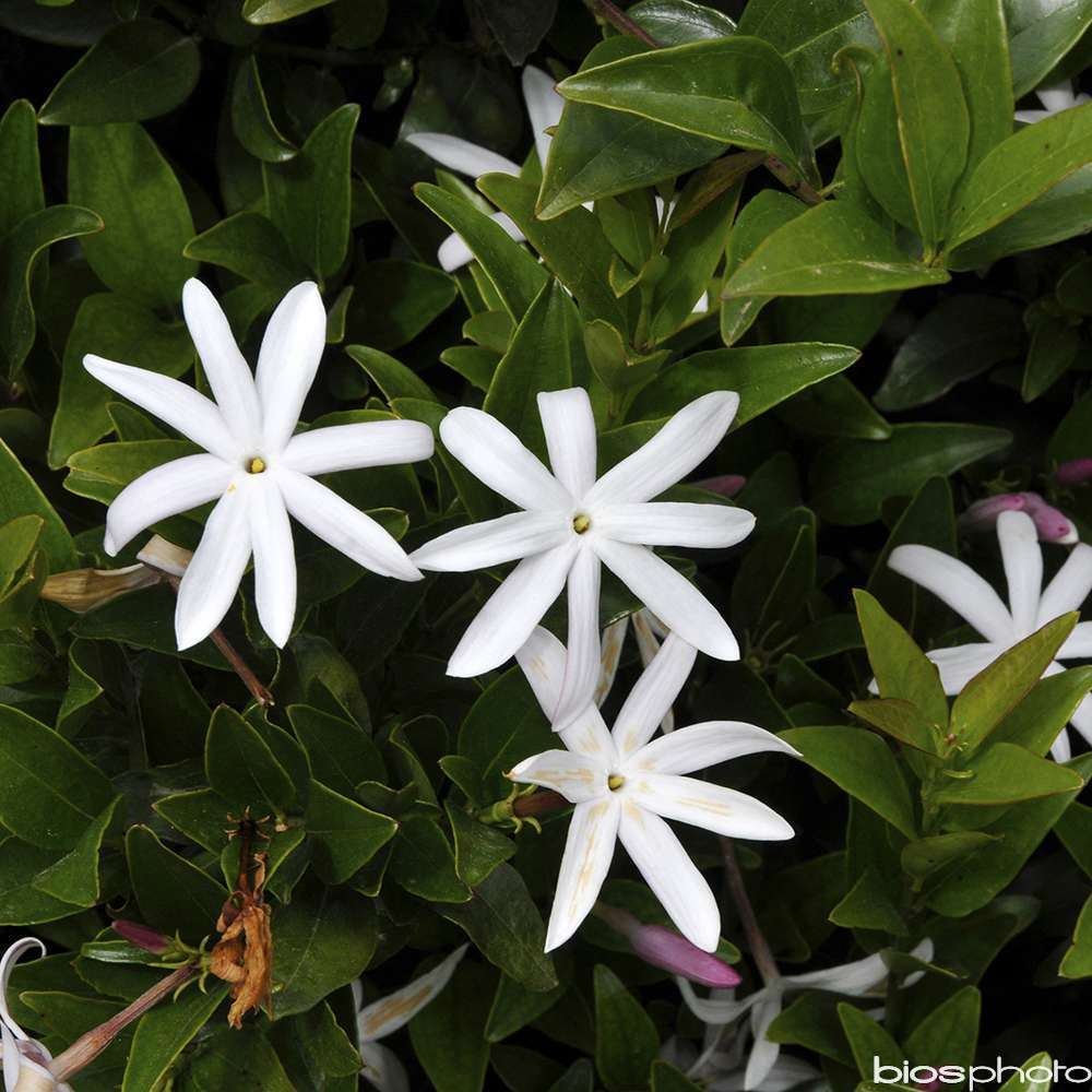  Jasminum Glaucum: C8L