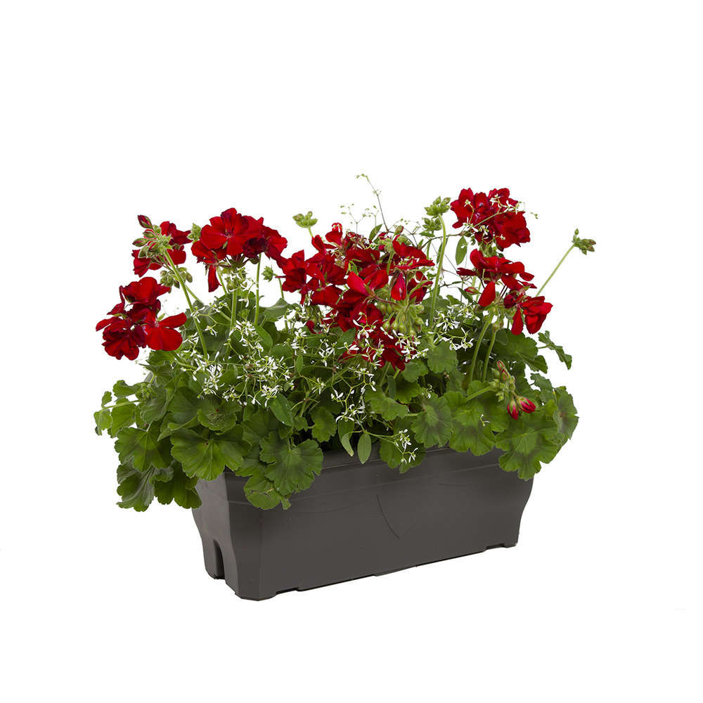  Géranium Calliope + Euphorbe 'Diamond Frost' : Jardinière 50cm