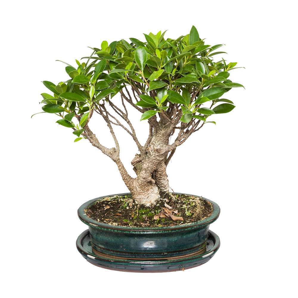  Bonsaï Portulacaria:7-9 Ans étage