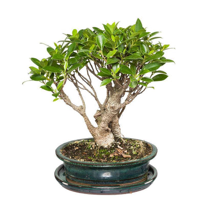  Bonsaï Portulacaria:7-9 Ans étage