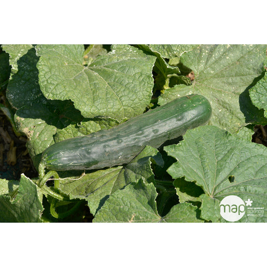  Plant De Concombre 'Rockker' F1 : Pot De 0,5 Litre