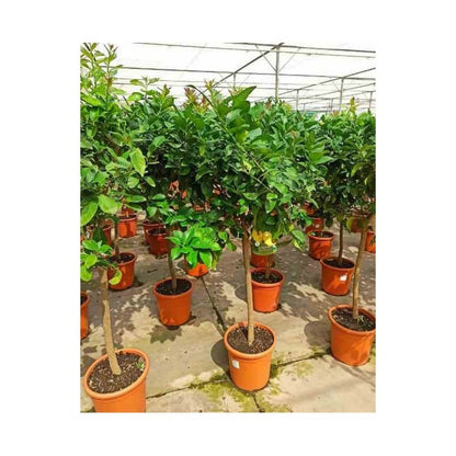  Citrus Limon (citronnier) Pot De 5 Litres - 100/120 Cm